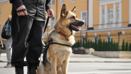 K9 Hizmetleri